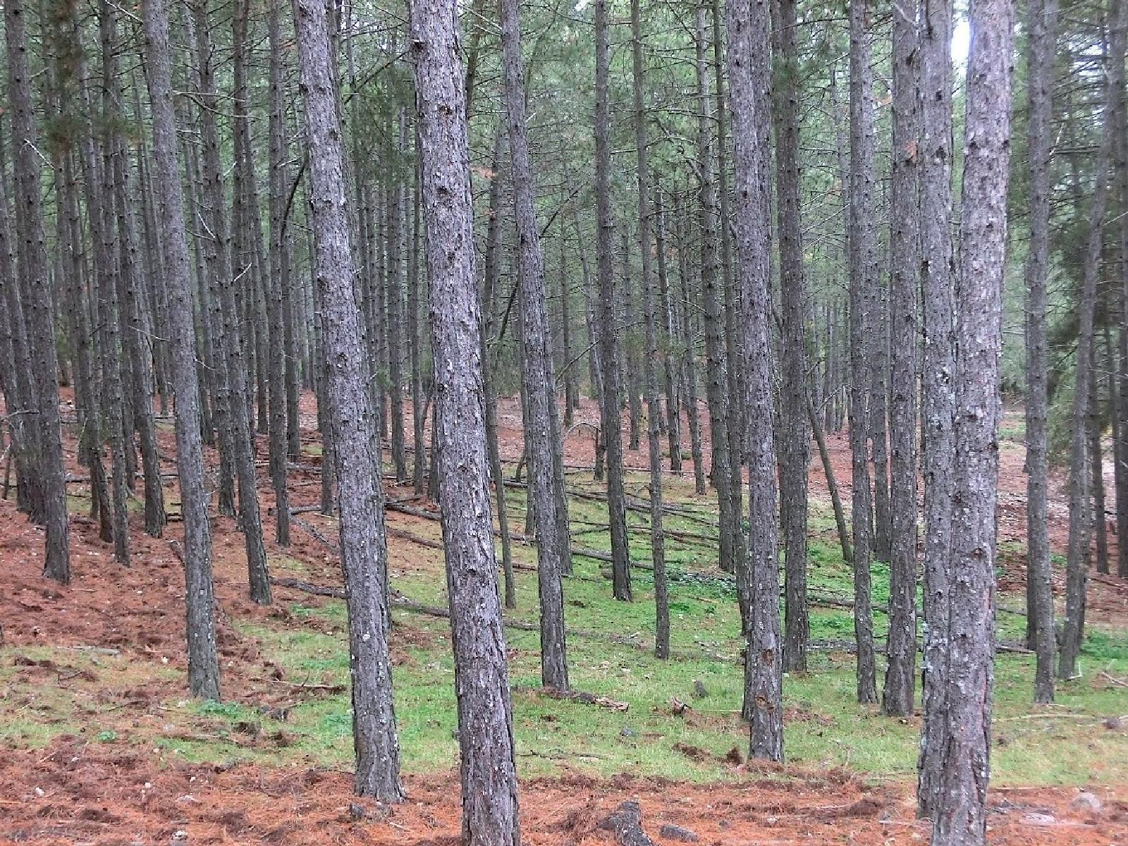 El Pinar de Laricios o Salgareños en Pozo Alcón.