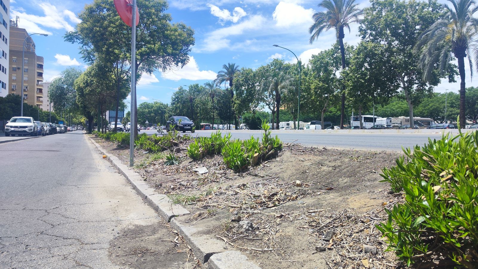 Poda drástica de adelfas en la avenida Kansas City
