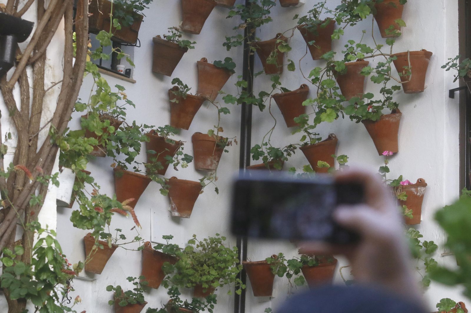 Los Patios en otoño, en fotografías