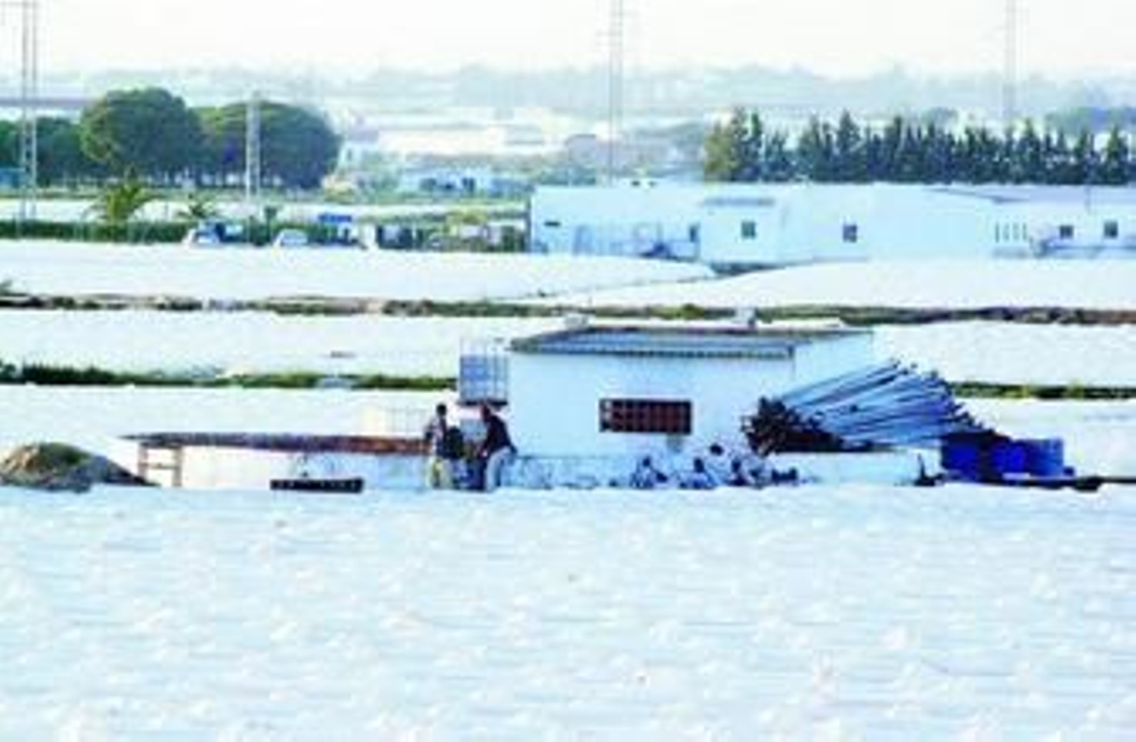 Vista de uno de los campos de fresas de la provincia.