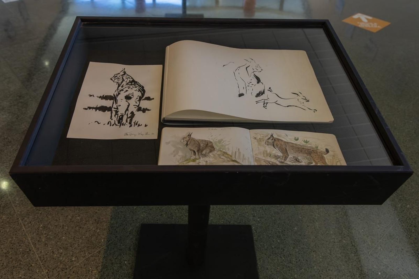 Exposición Los pinceles del lince ibérico, en imágenes