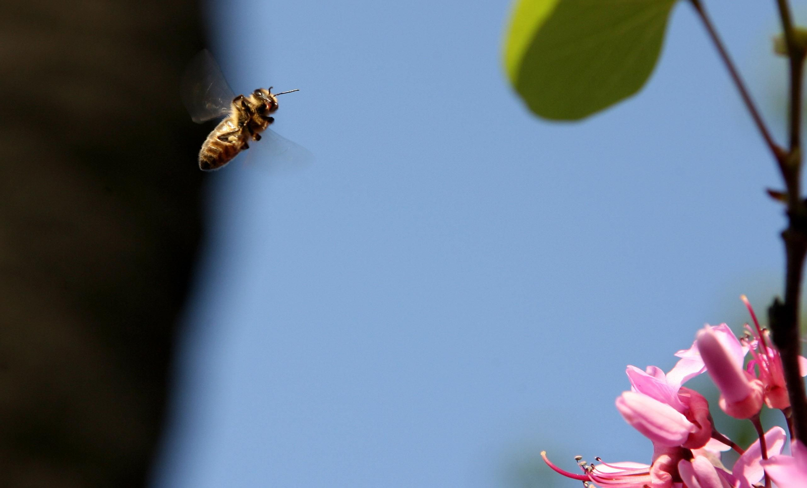 Una abeja se acerca a una flor para extraer el polen.
