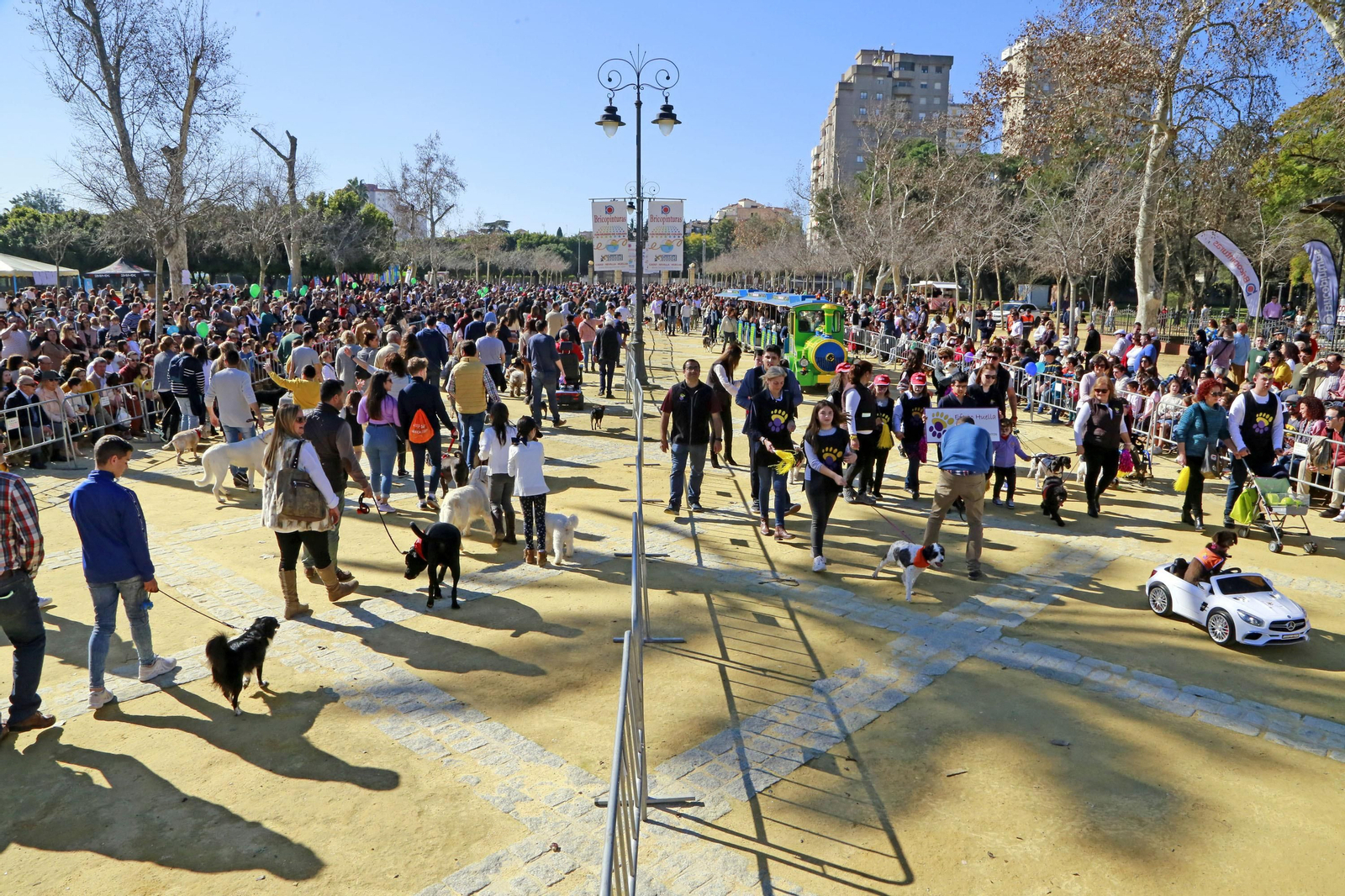 Imágenes de San Antón 2020 en Jerez