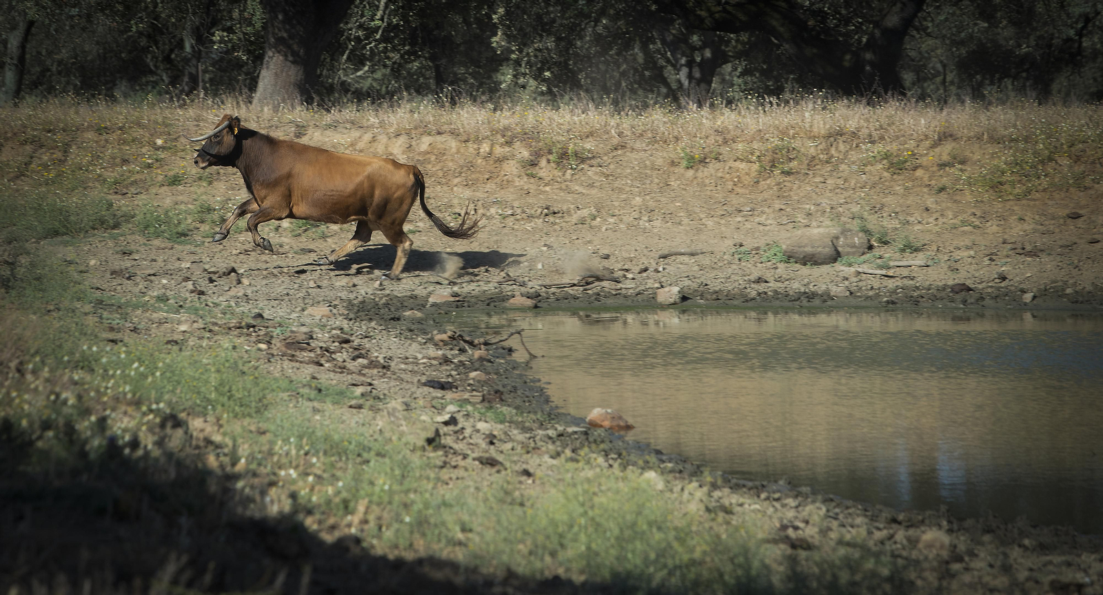 La sequía amenaza a la ganadería de toda Andalucía