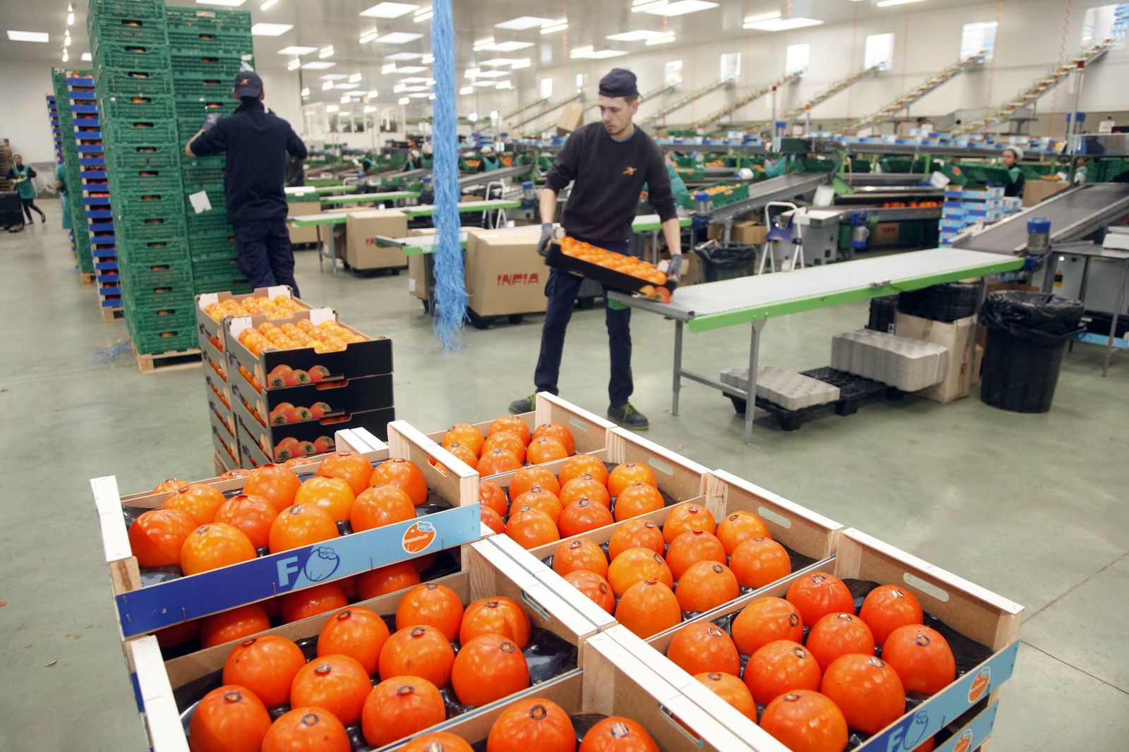 Una de las plantas que trata el caqui en la provincia.