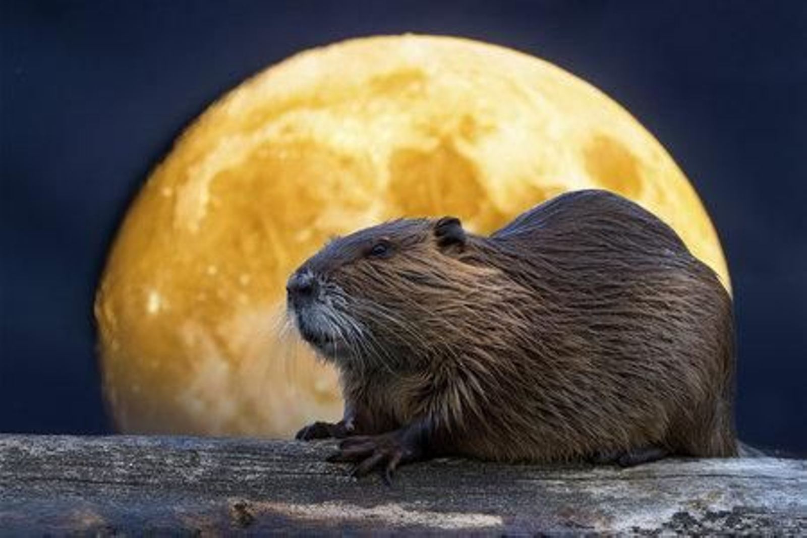 La Superluna del Castor