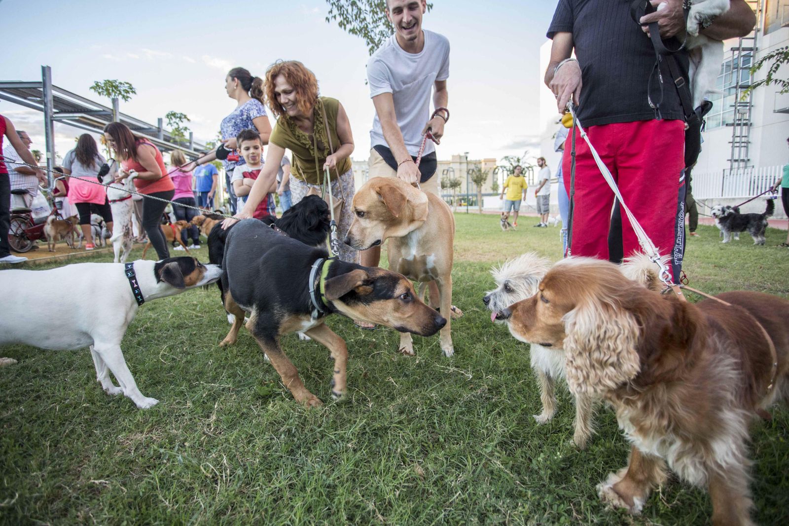 Una concentración de perros en un parque.