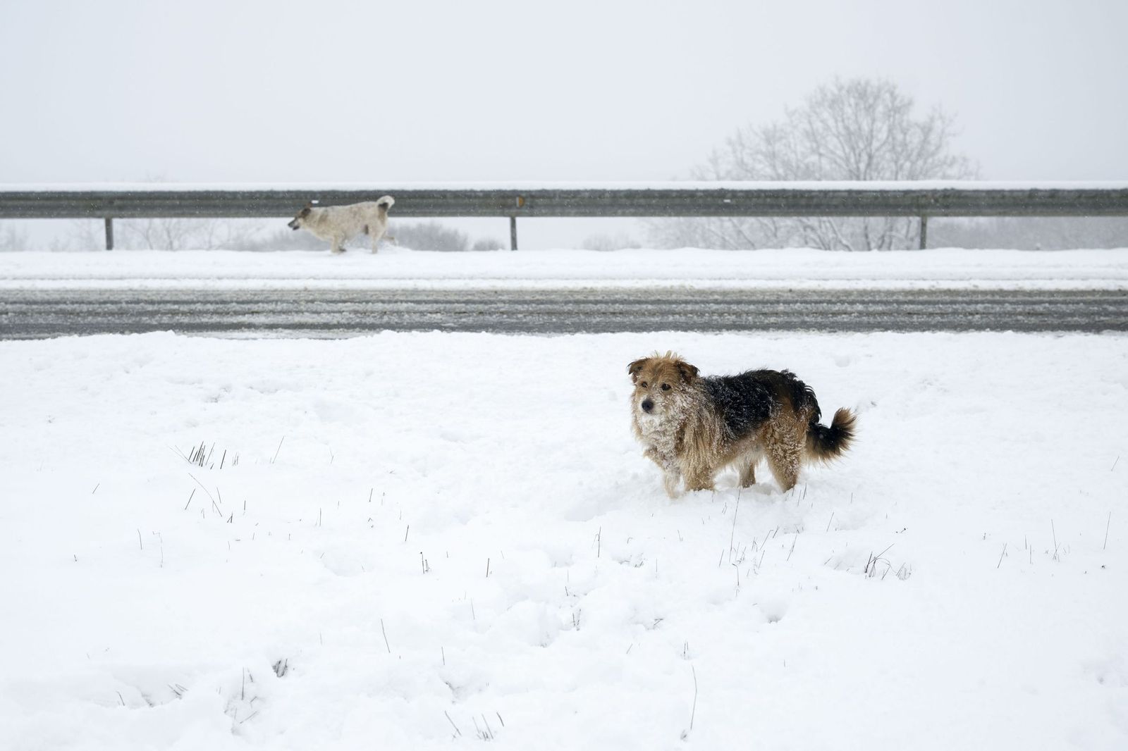 La nieve tiñe de blanco en norte de España