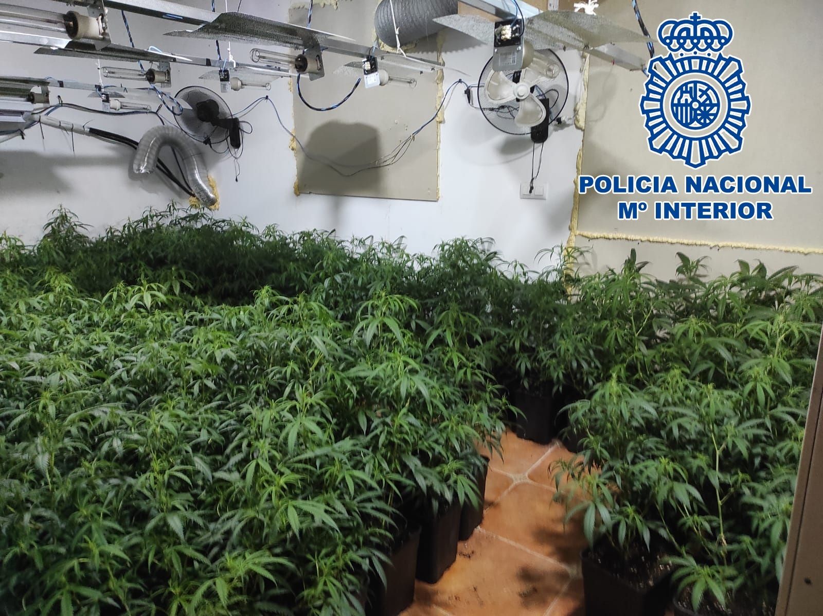 Una de las plantaciones de marihuana  desmanteladas en El Puerto.