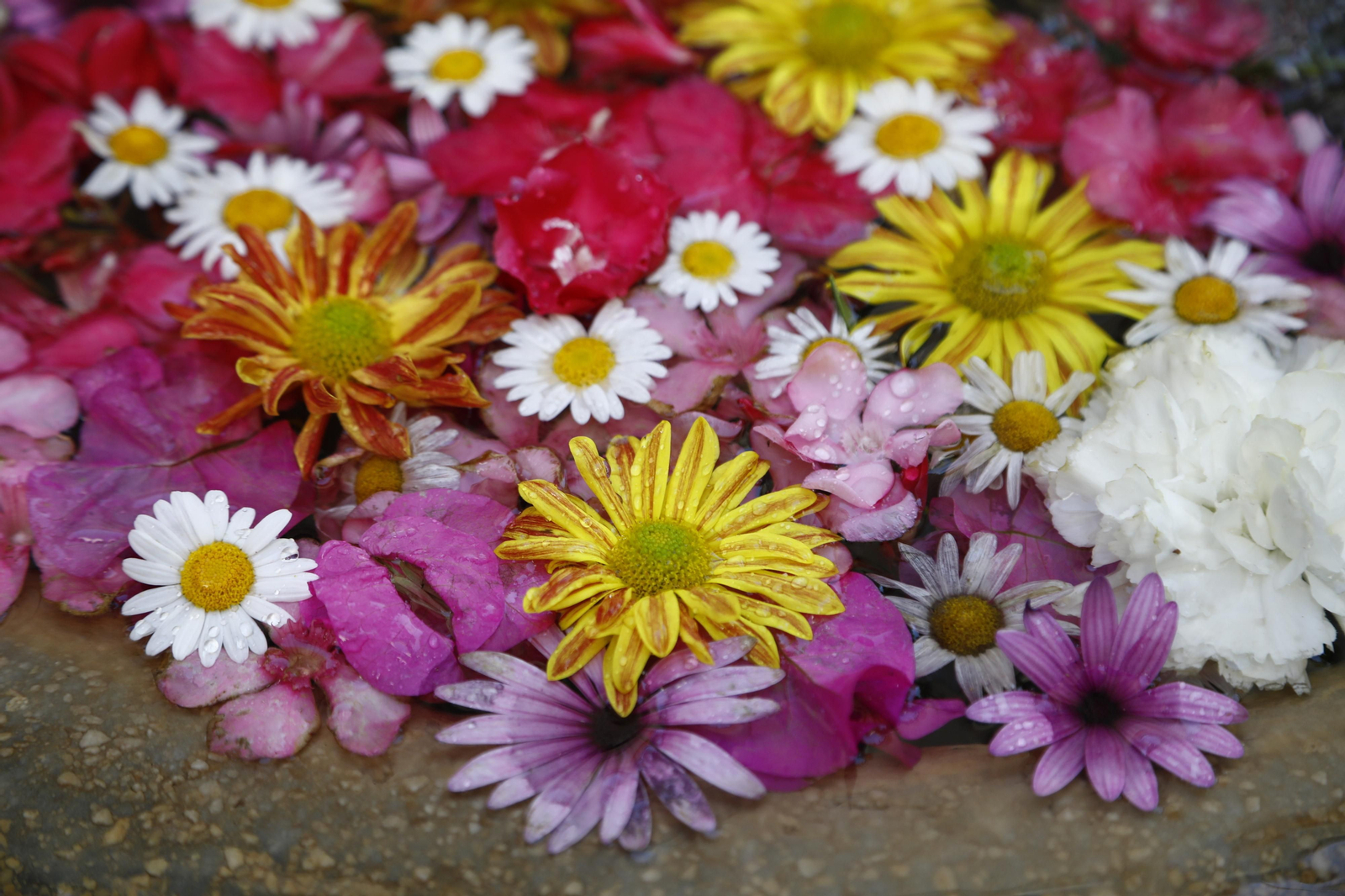 Los Patios de Córdoba se preparan para el fin de semana, en imágenes