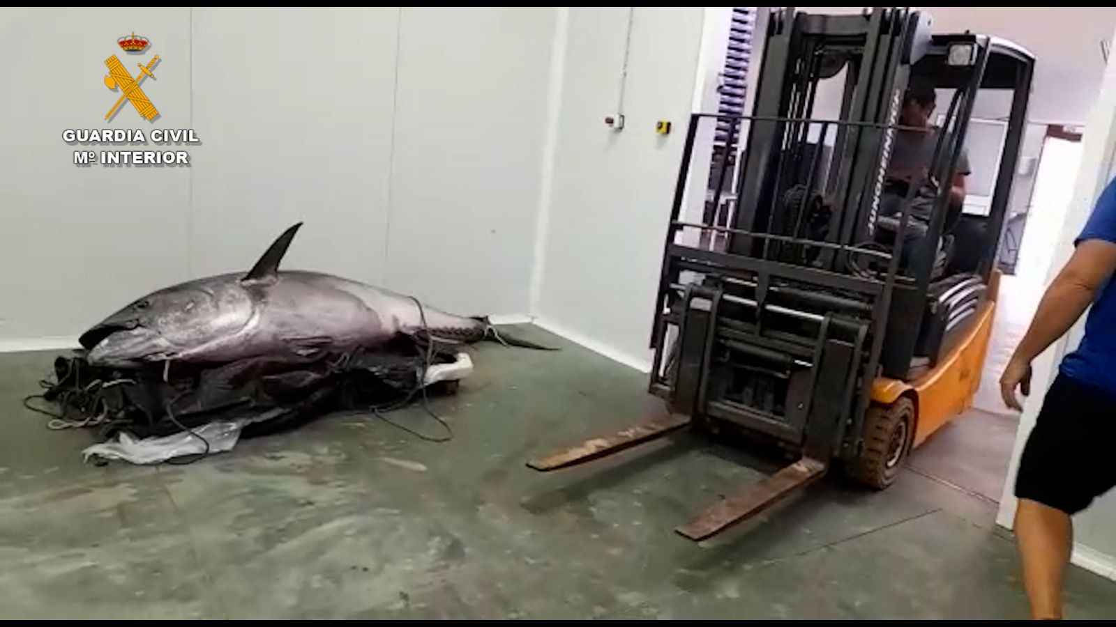 El atún rojo pescado de forma ilegal.