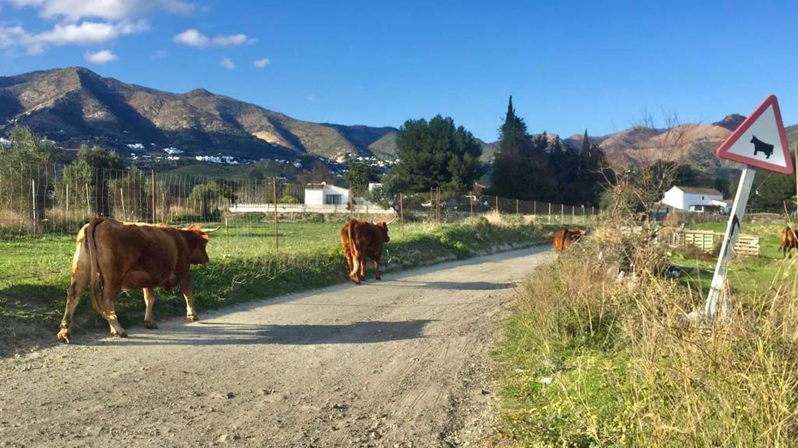 Una parte del tramo de la vereda que discurre por el término municipal de Mijas.