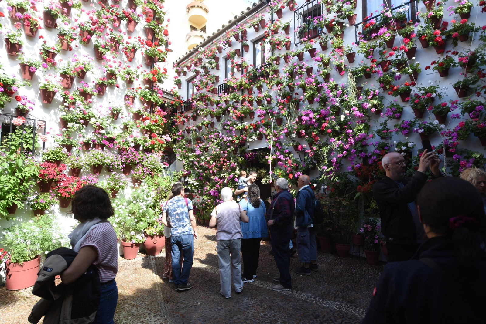 Los Patios de Córdoba de la Ruta del Alcázar Viejo, en imágenes