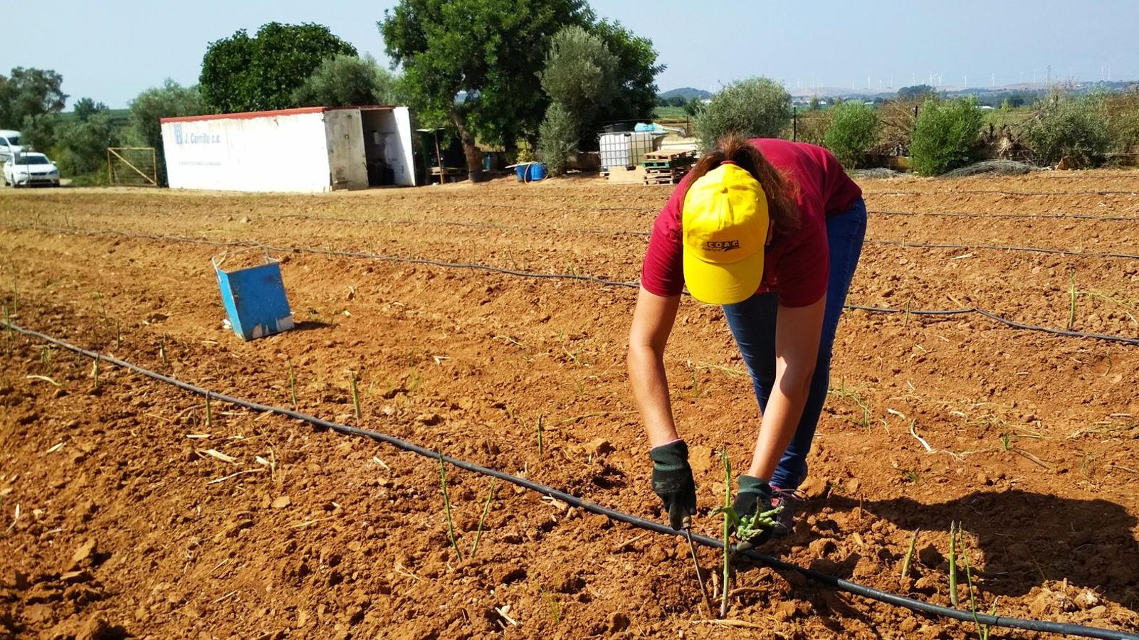 Siembra de espárragos en una parcela de la provincia gestionada por una agricultura.