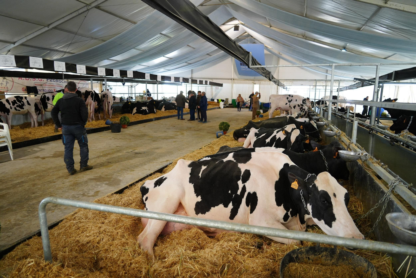 Un paseo en imágenes por la XVI Feria de Ganado Frisón Usías Holsteins de Dos Torres