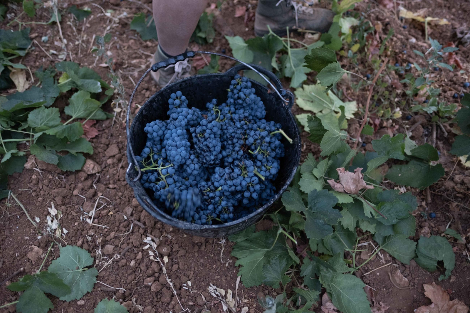 La vendimia de la Serranía, en imágenes