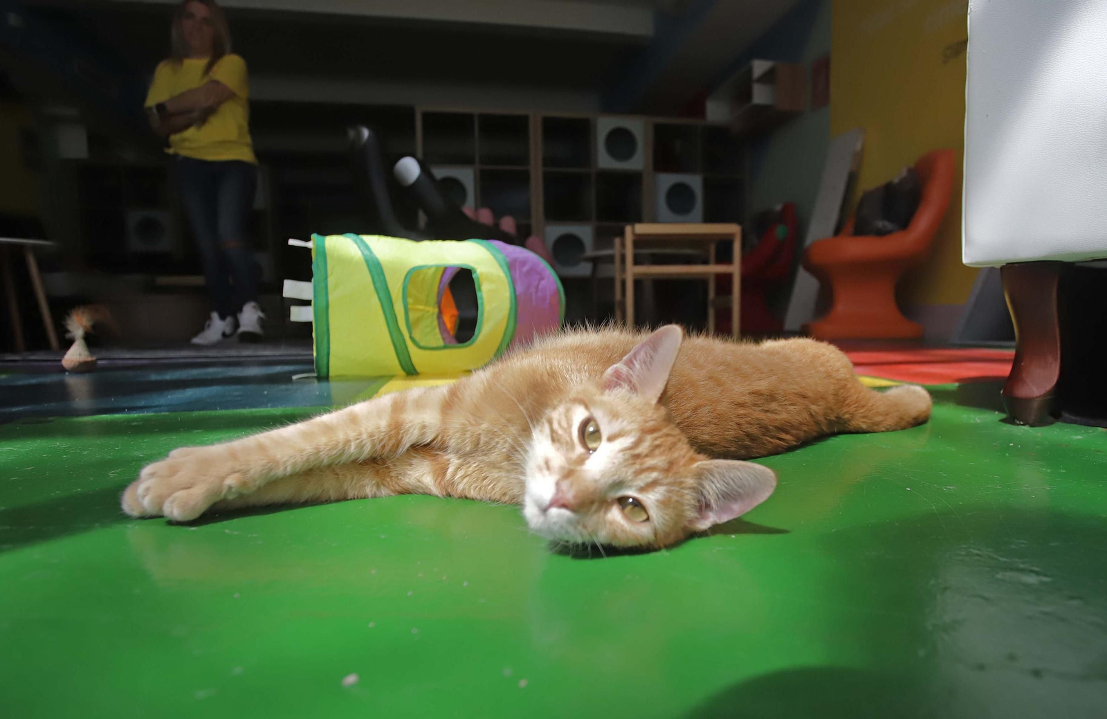 Fotos de Kitty Cat, la cafetería - refugio de gatos en La Línea