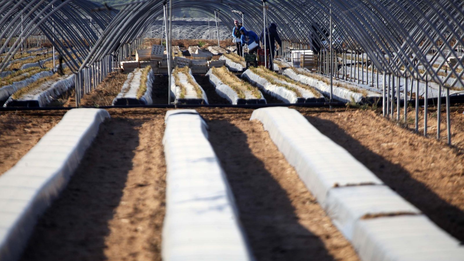 Algunas fincas de Valdeoscuro ya se encuentran en fase de producción