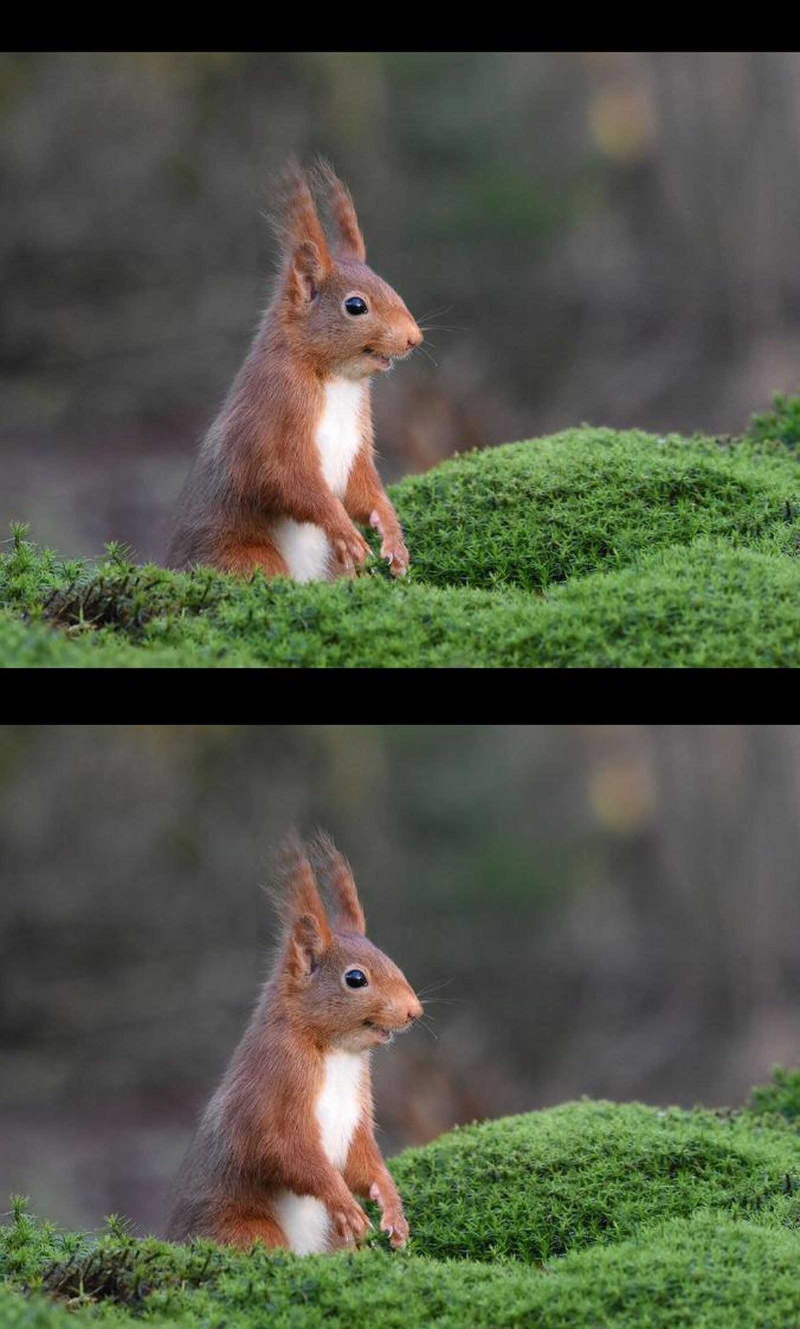 Finalistas 2020 Comedy Wildlife Photography Awards.