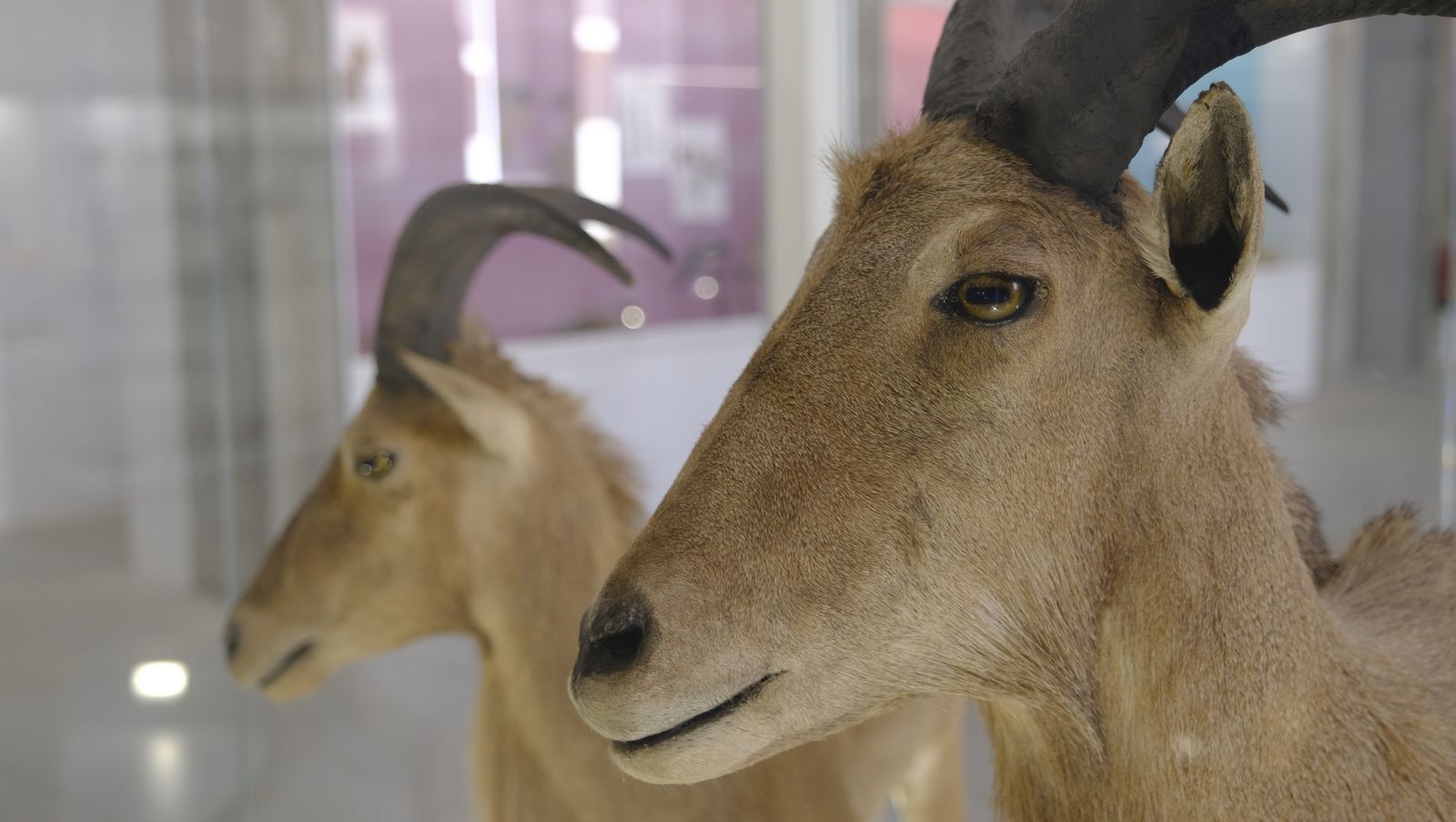 Las mejores imágenes del Pabellón de Historia Natural de la UAL