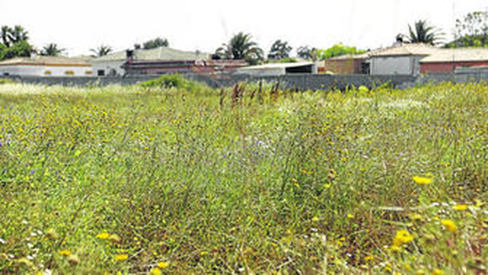 Image de una parcela cubierta de matorrales que han crecido enormente tras un invierno cargado de precipitaciones.
