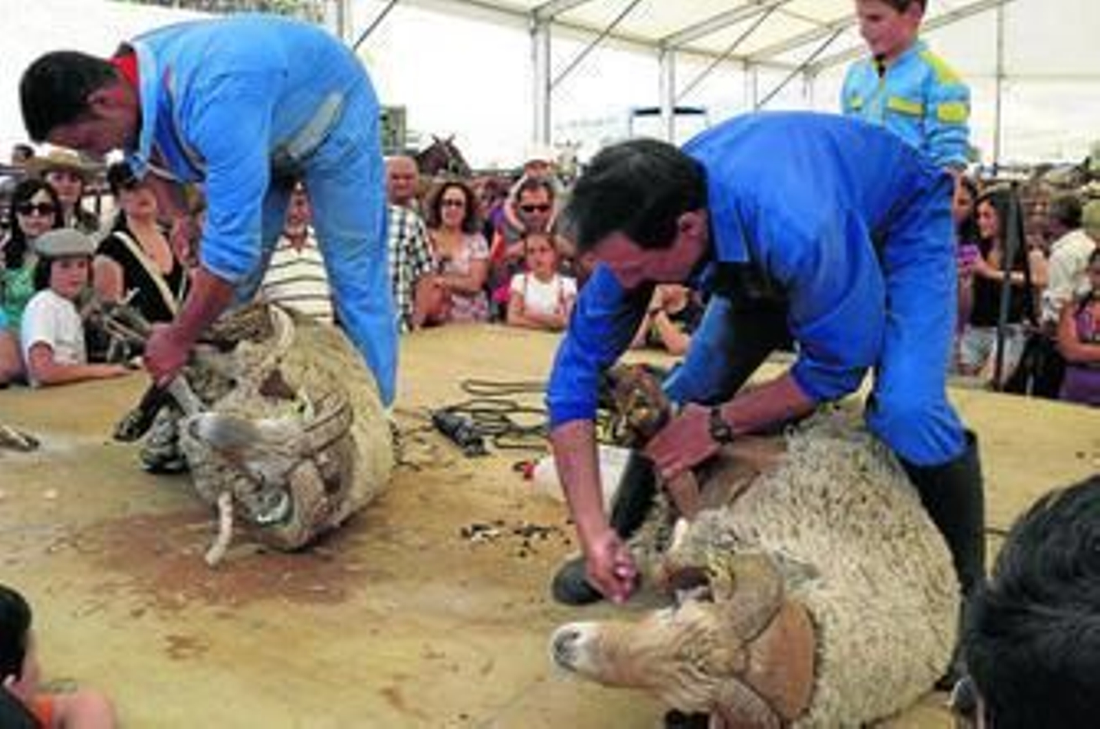 La oveja lojeña se encuentra en peligro de extinción y está en vías de recuperación y conservación.