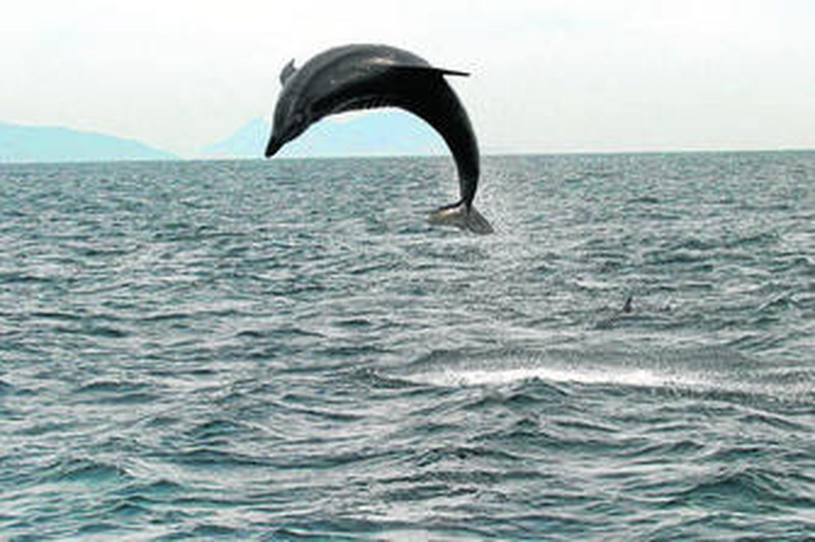 Un ejemplar de delfín da un salto en aguas del Estrecho de Gibraltar, en una imagen reciente.
