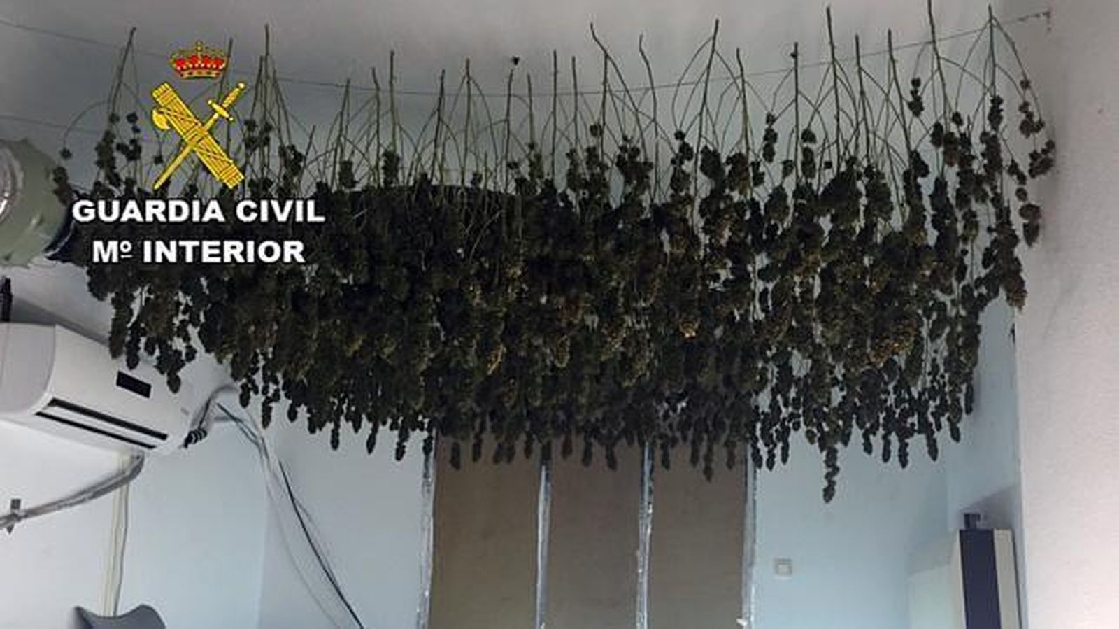 Detenidos dos varones por un cultivo de 150 plantas de marihuana ocultas en una nave de Líjar