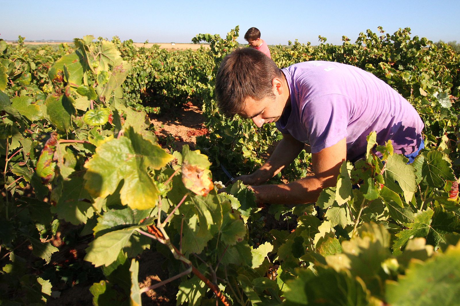 Imágenes de la vendimia en el Condado de Huelva.