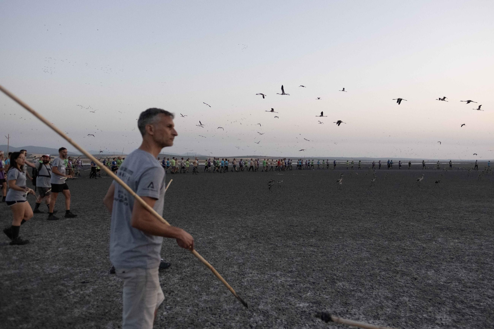 Anillamiento de flamencos en la Laguna de Fuente de Piedra, en imágenes