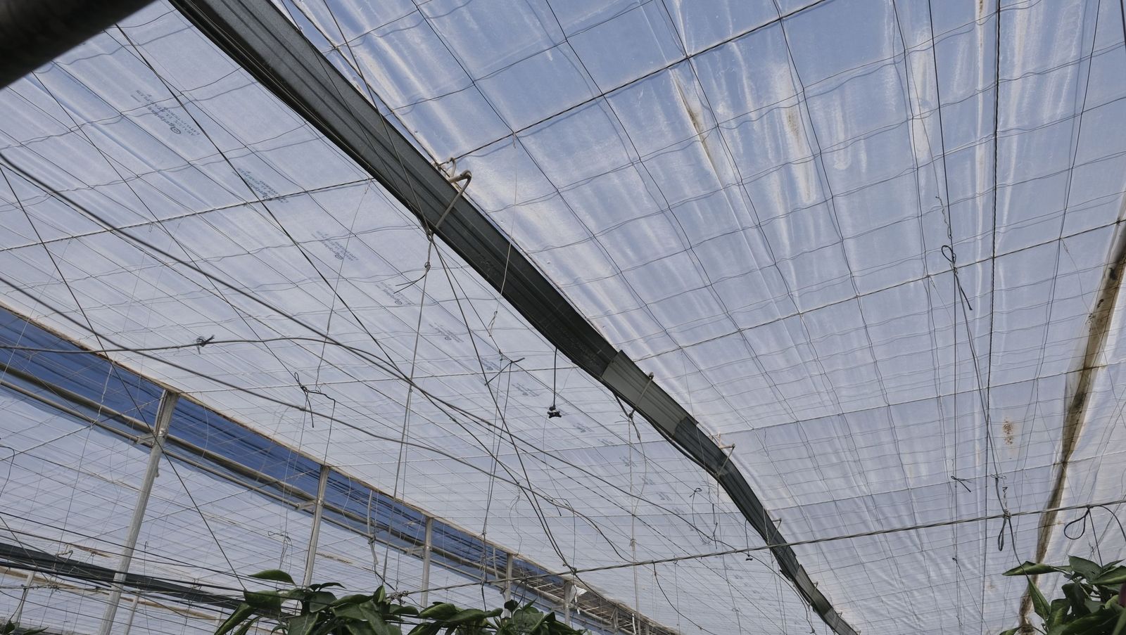 Los efectos del temporal de viento en los invernaderos, en imágenes