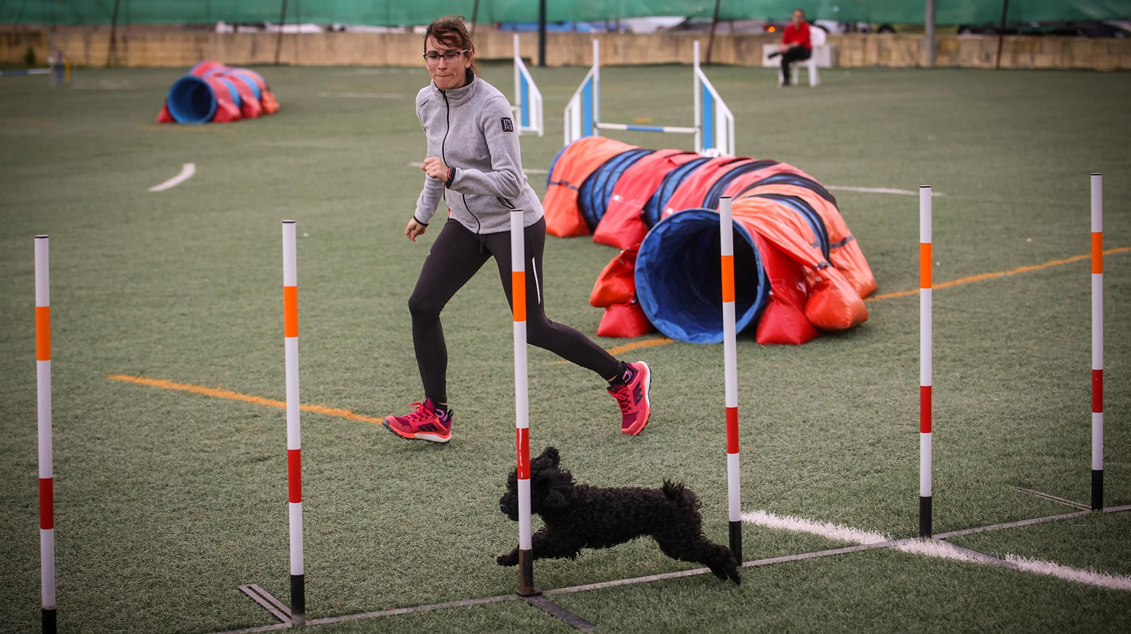 Habilidad canina en la prueba puntuable para el Campeonato de España de 'Agility' celebrado en Jerez Espectaculares las pruebas de disciplina canina puntuables para el Campeonato de España de Agility