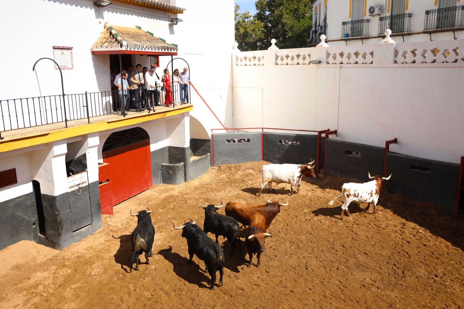 Primer reconocimiento de los toros de Juan Pedro Domecq en los corrales de la Maestranza.