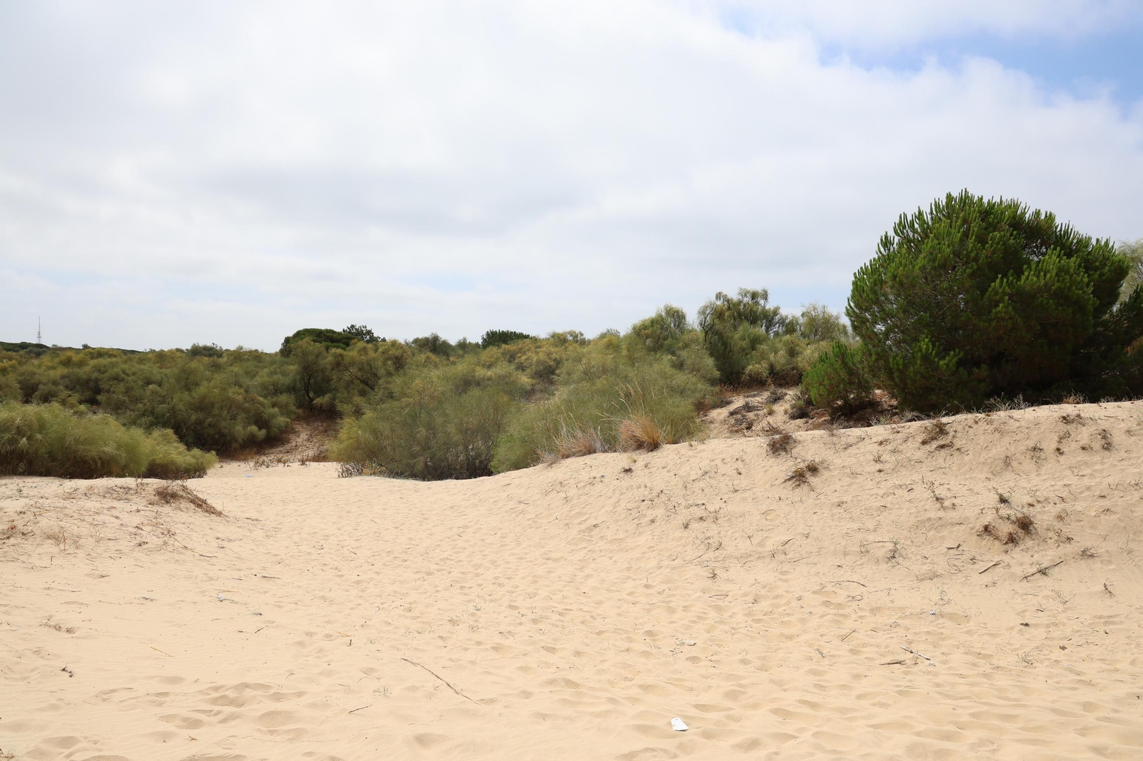 Imágenes de la diversa vegetación de las Dunas del Portil