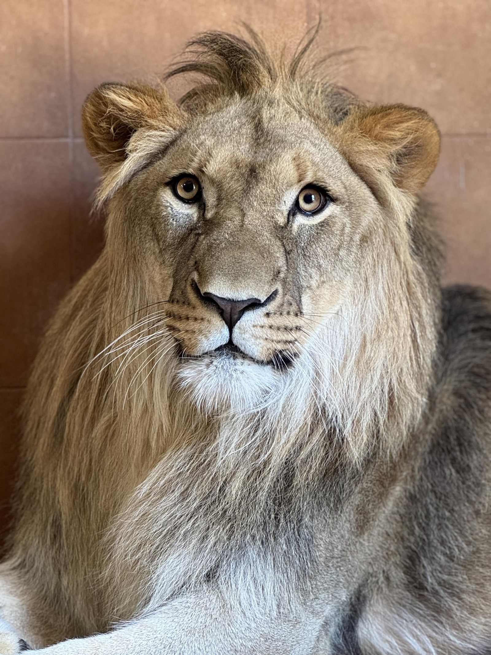Así es Amaru, el león que ha sobrevido a una grave operación en Tabernas