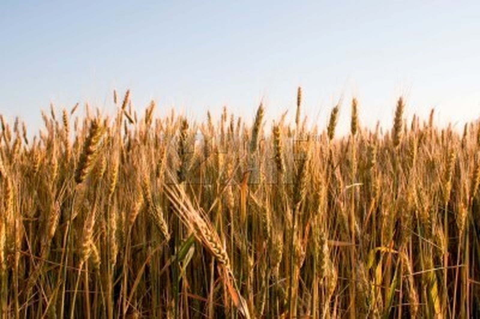 Cultivos más resistentes y saludables gracias a la I+D