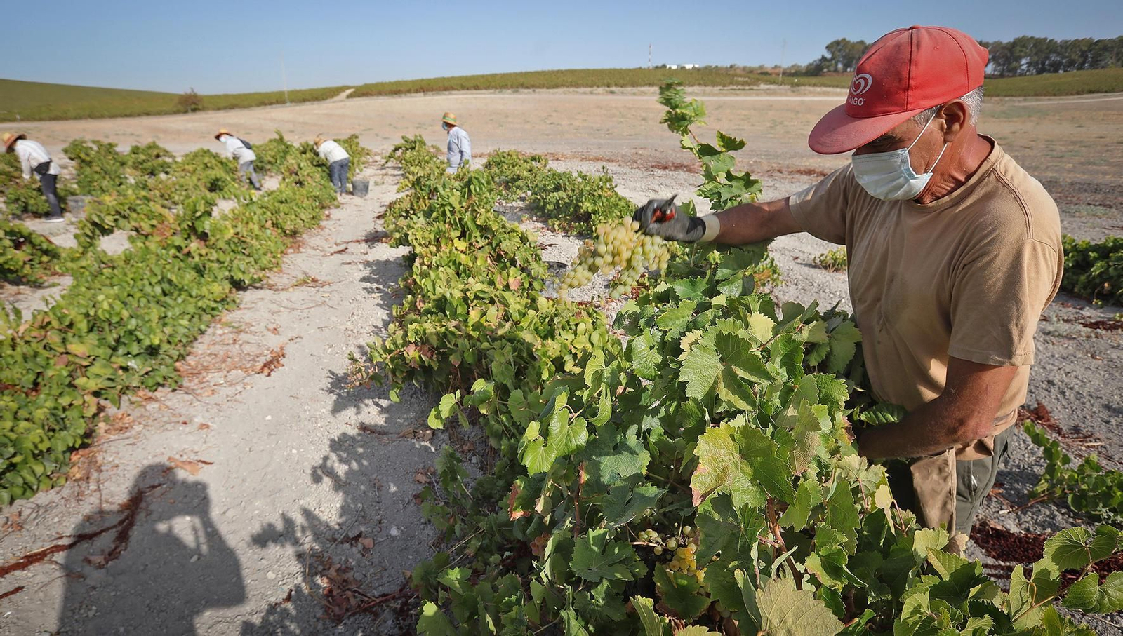 Un vendimiador corta un racimo de uva en una viña de Barbadillo.