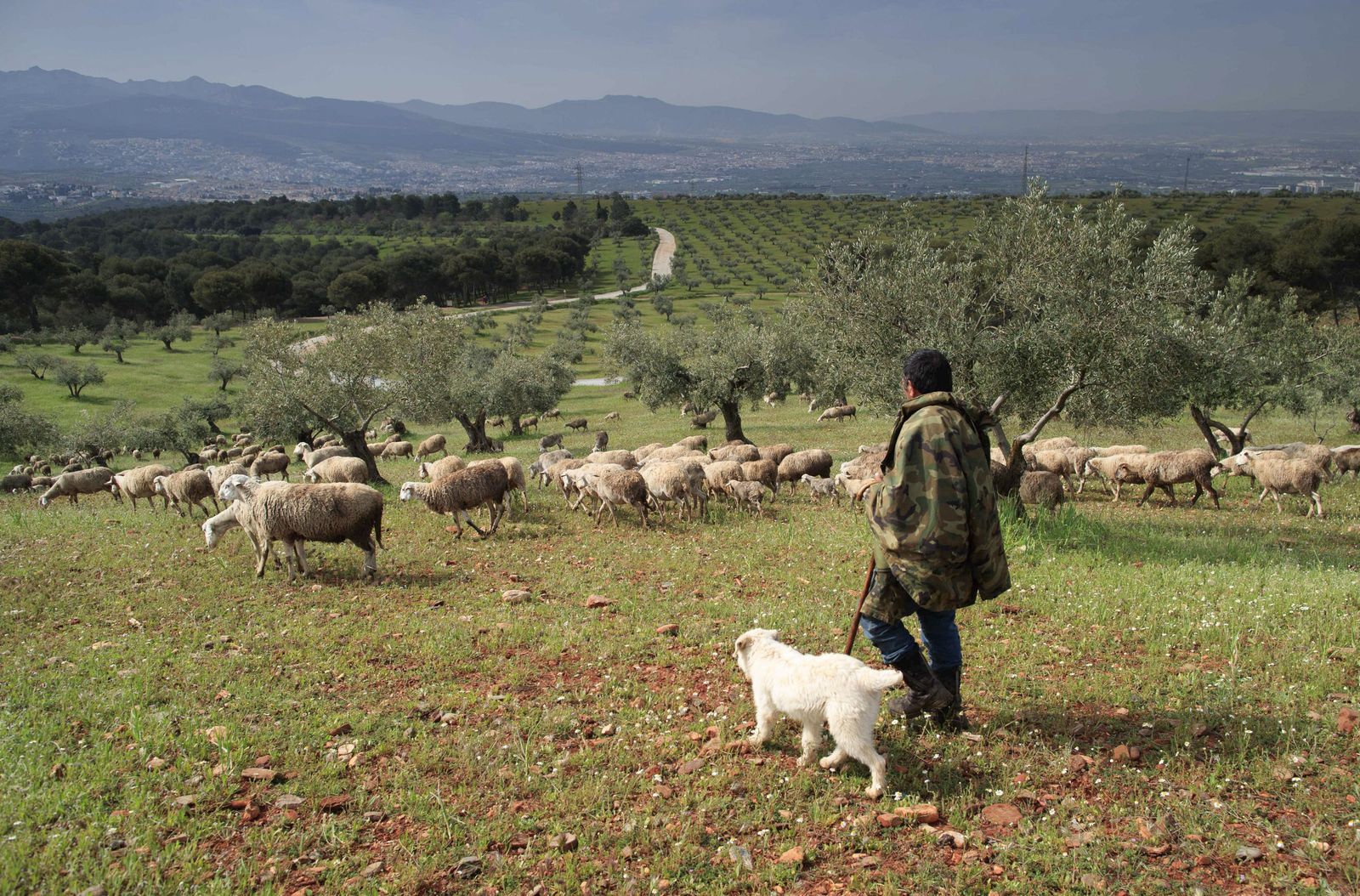 Un pastor guía a su rebaño de ovejas en Granada.