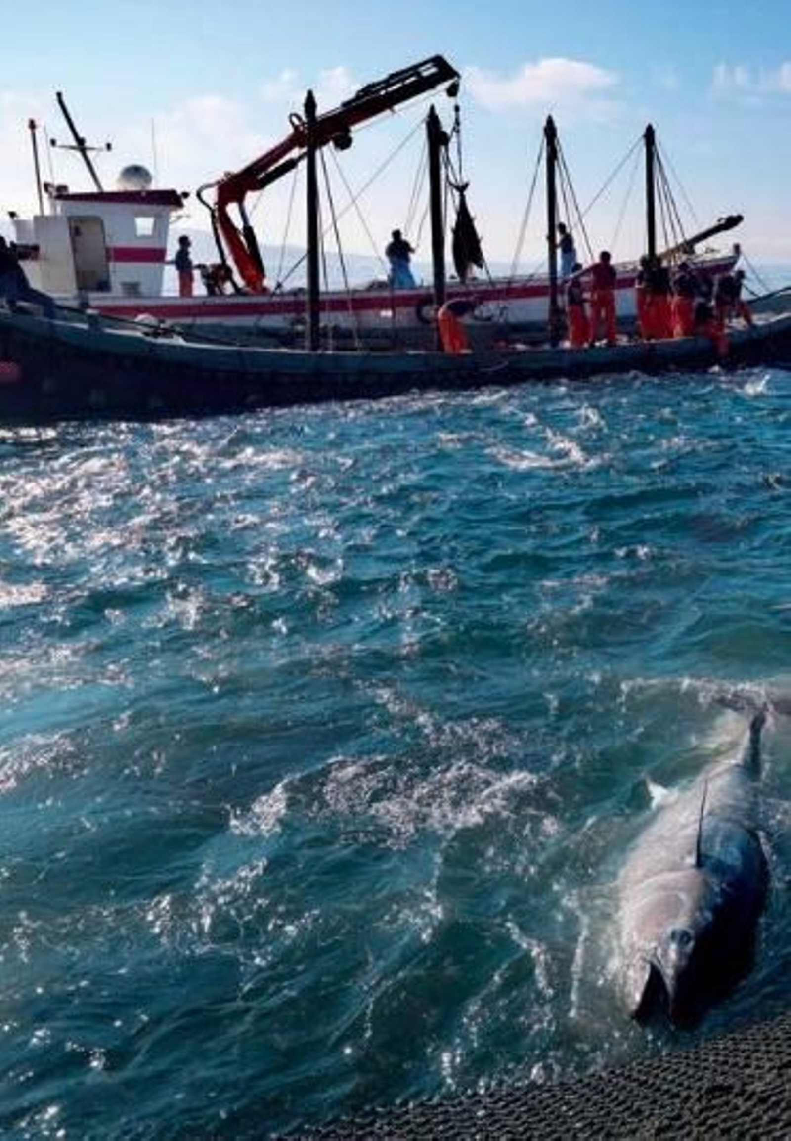 Pesca del atún rojo en Zahara de los Atunes.
