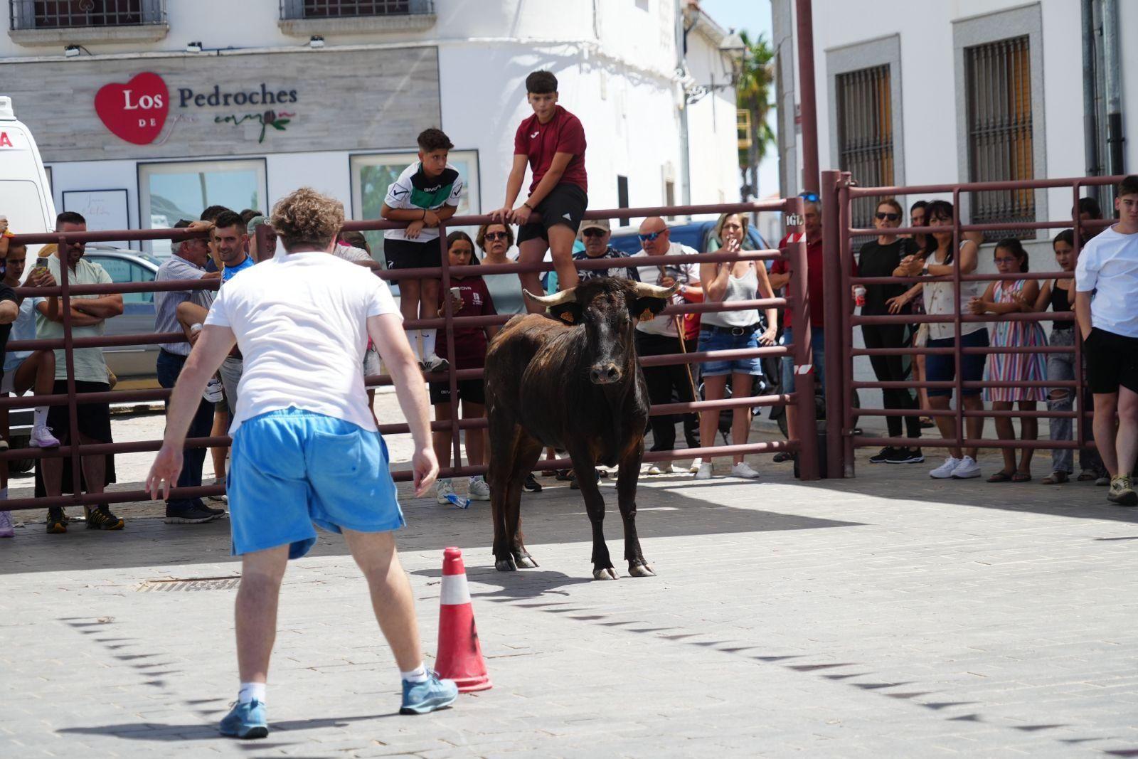 Las mejores imágenes de la suelta de vaquillas en la Feria de Alcaracejos