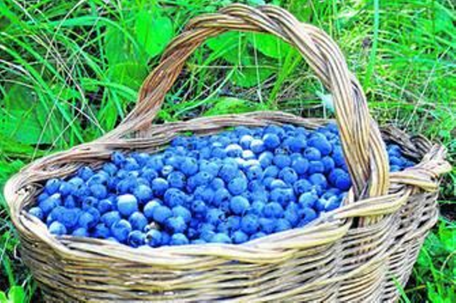 Endrinas con las que se produce el pacharán.