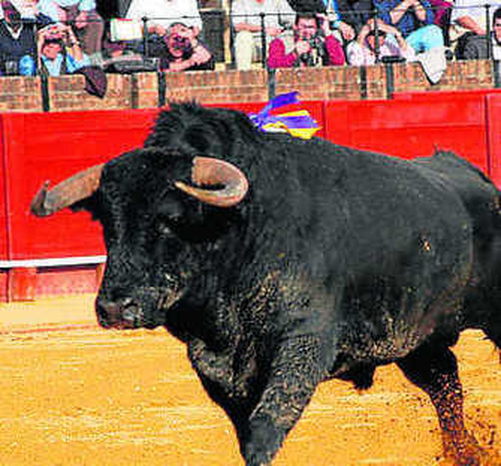 Un toro bravo en la Maestranza.