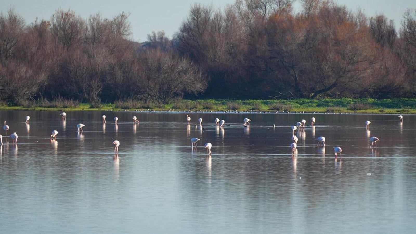 Así luce Doñana este miércoles.