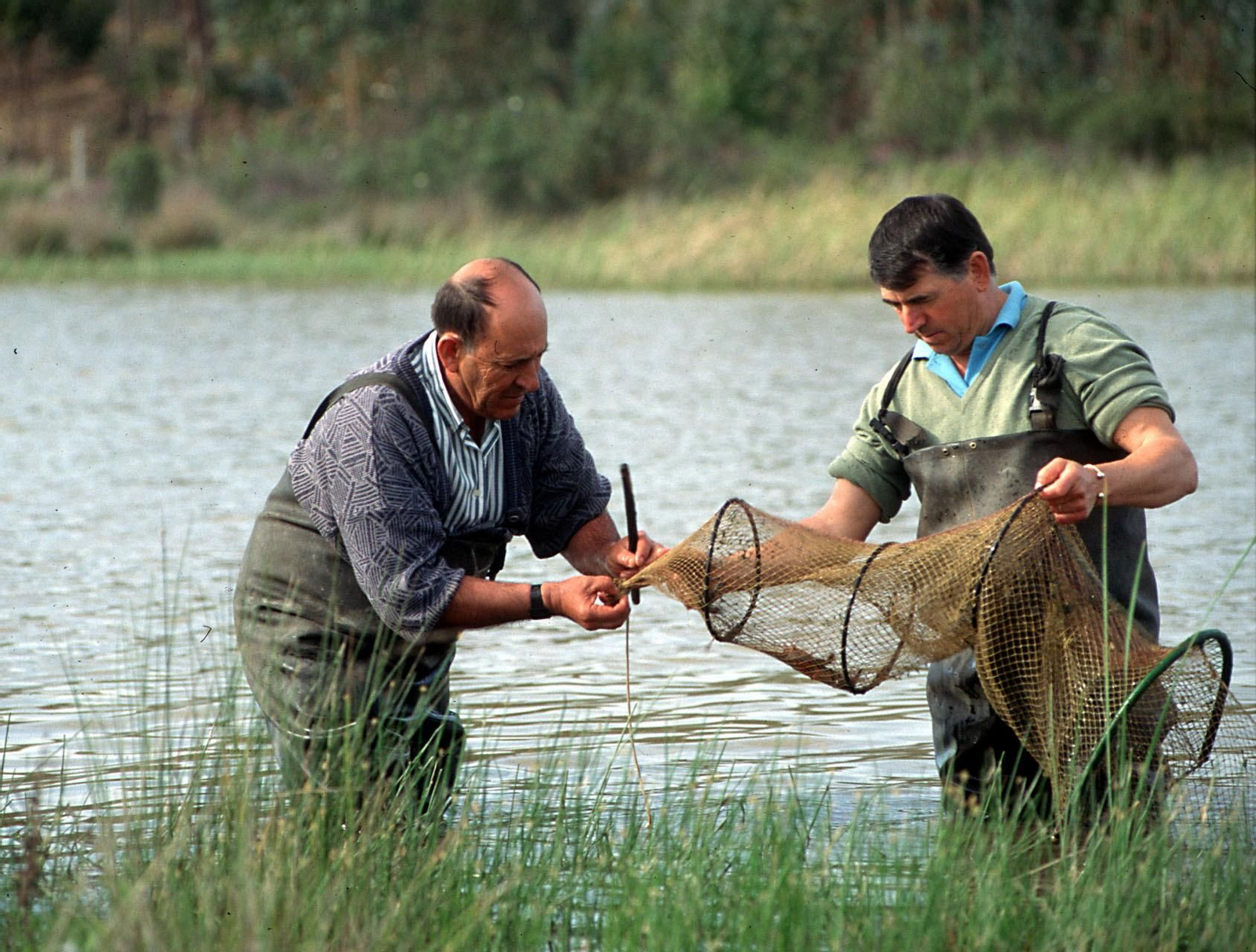 Dos hombres con una red nasa pescando cangrejos de río