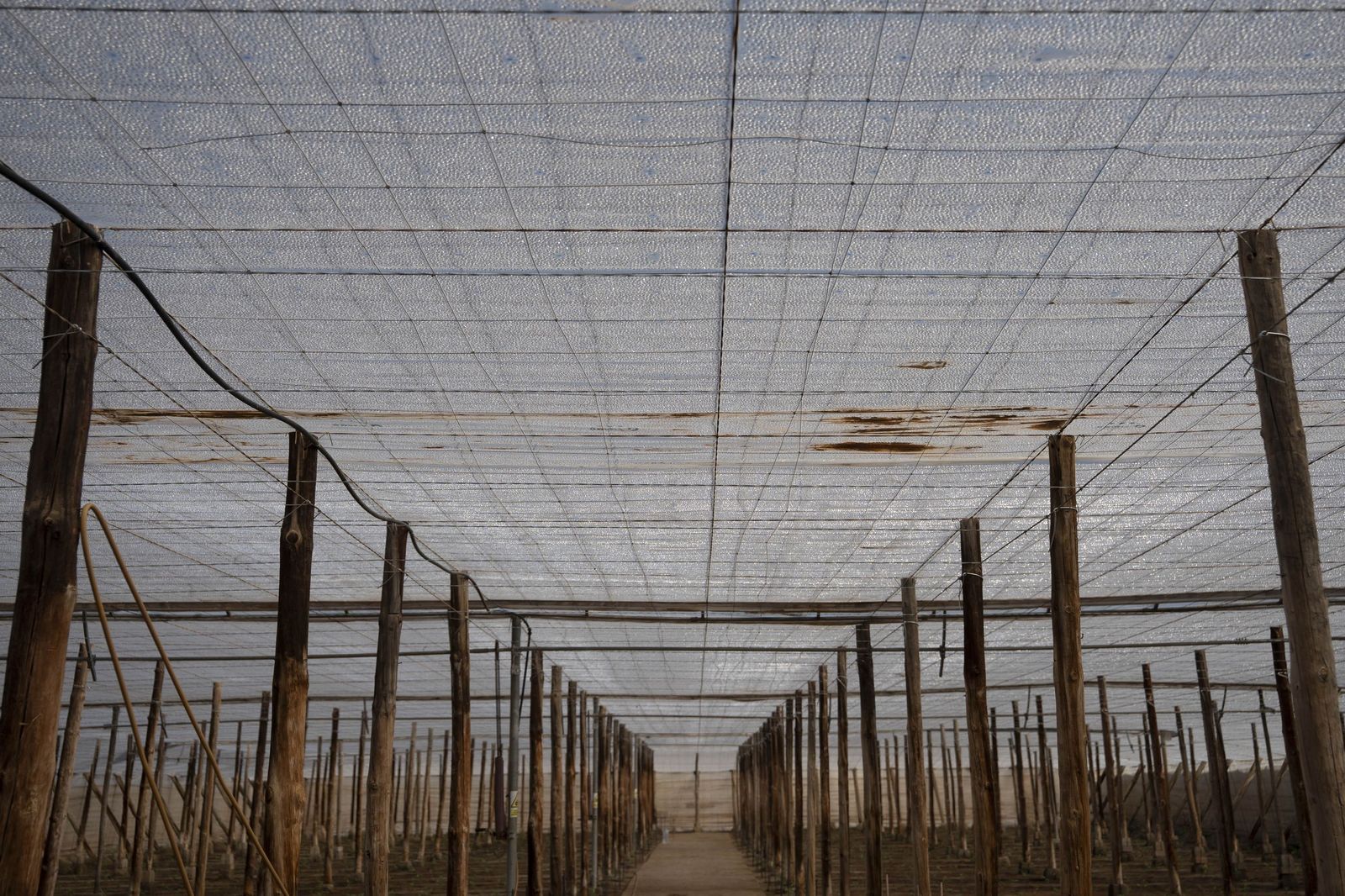 La primavera se planta en invierno entre sandías y tomates almerienses