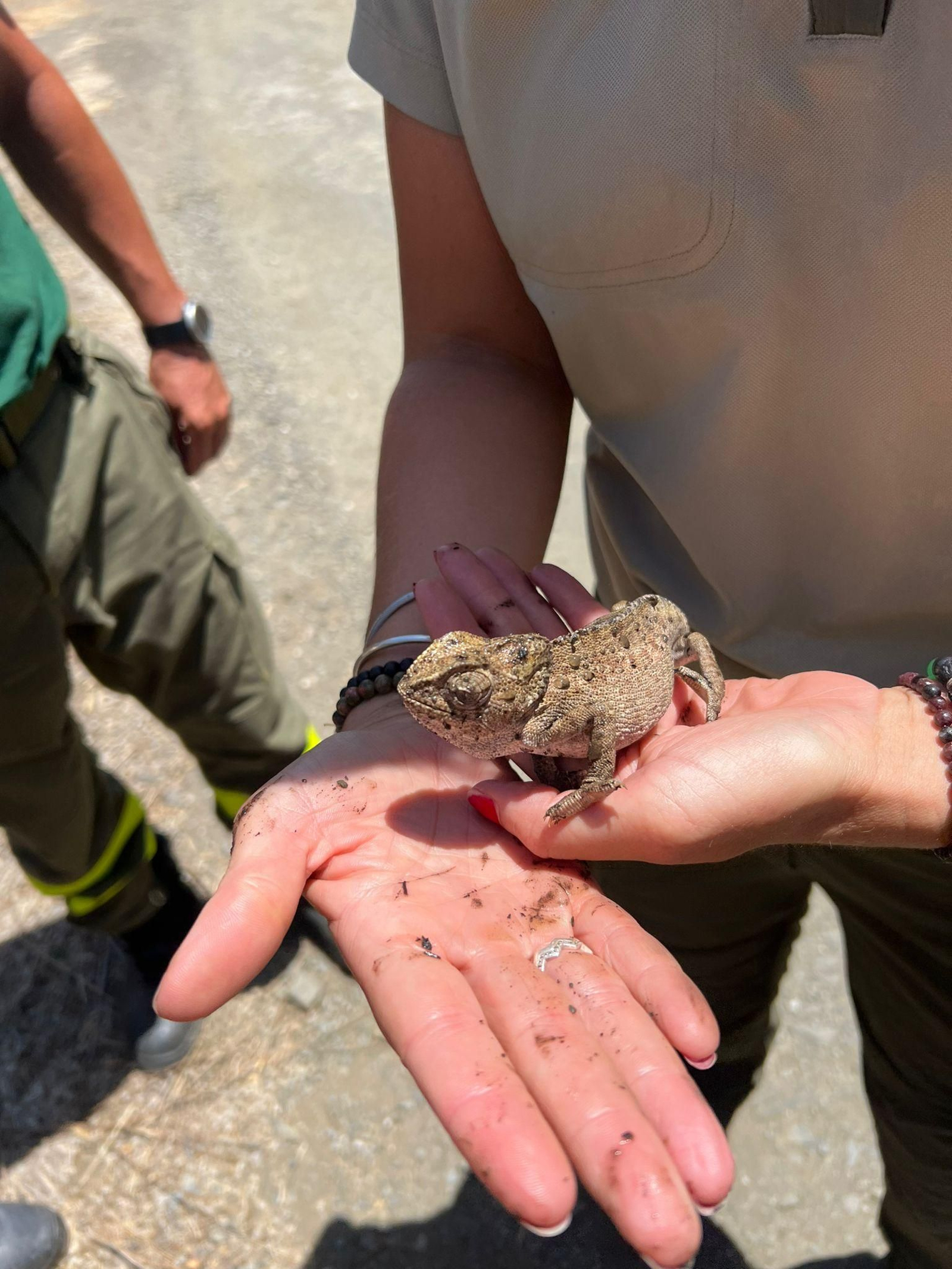 Una agente de Medio Ambiente recata un camaleón de la zona del incendio de Macharaviaya.