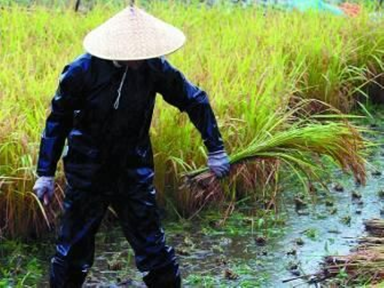 Myanmar se suma a Camboya para inundar Europa de arroz