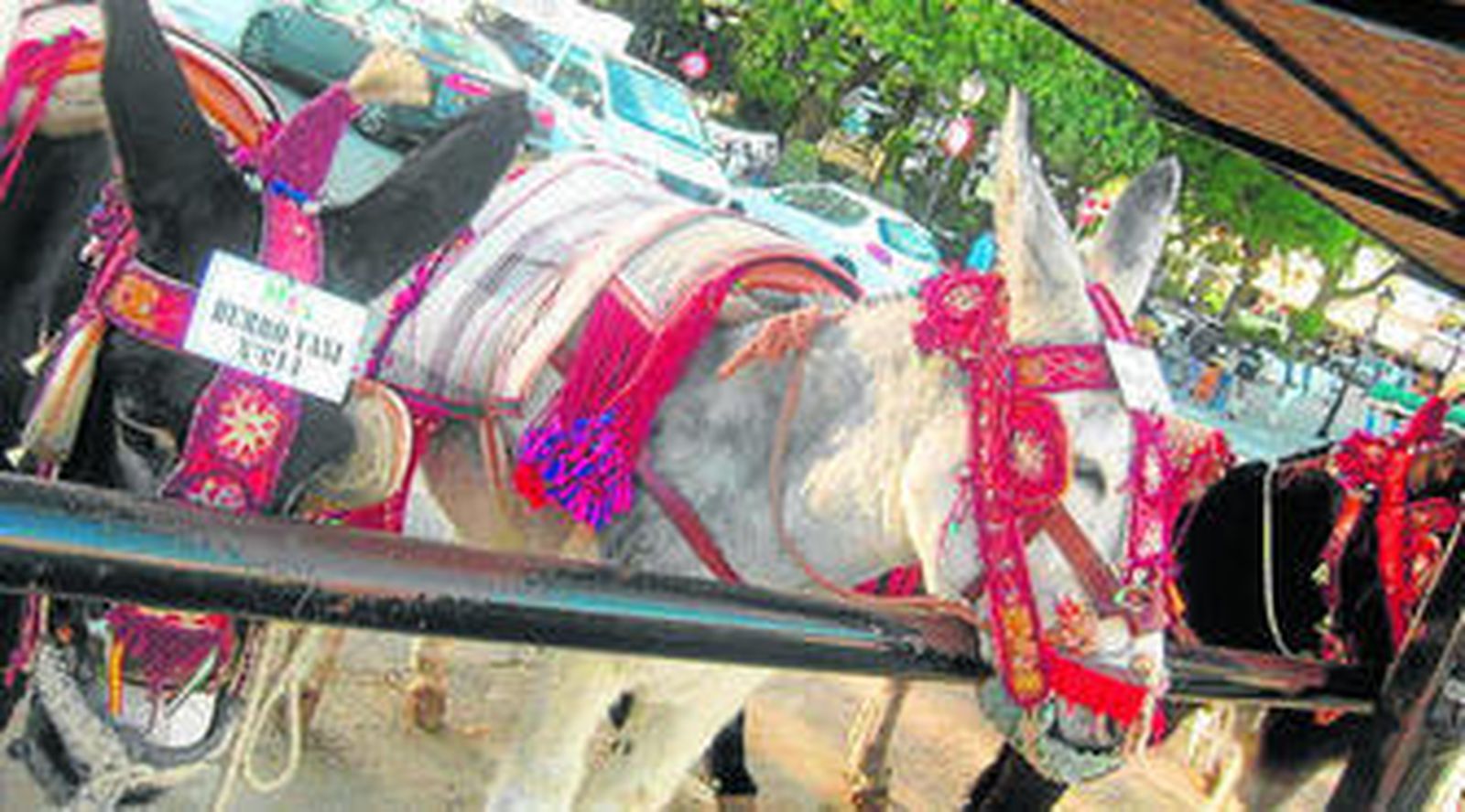 Varios burro-taxis de Mijas.