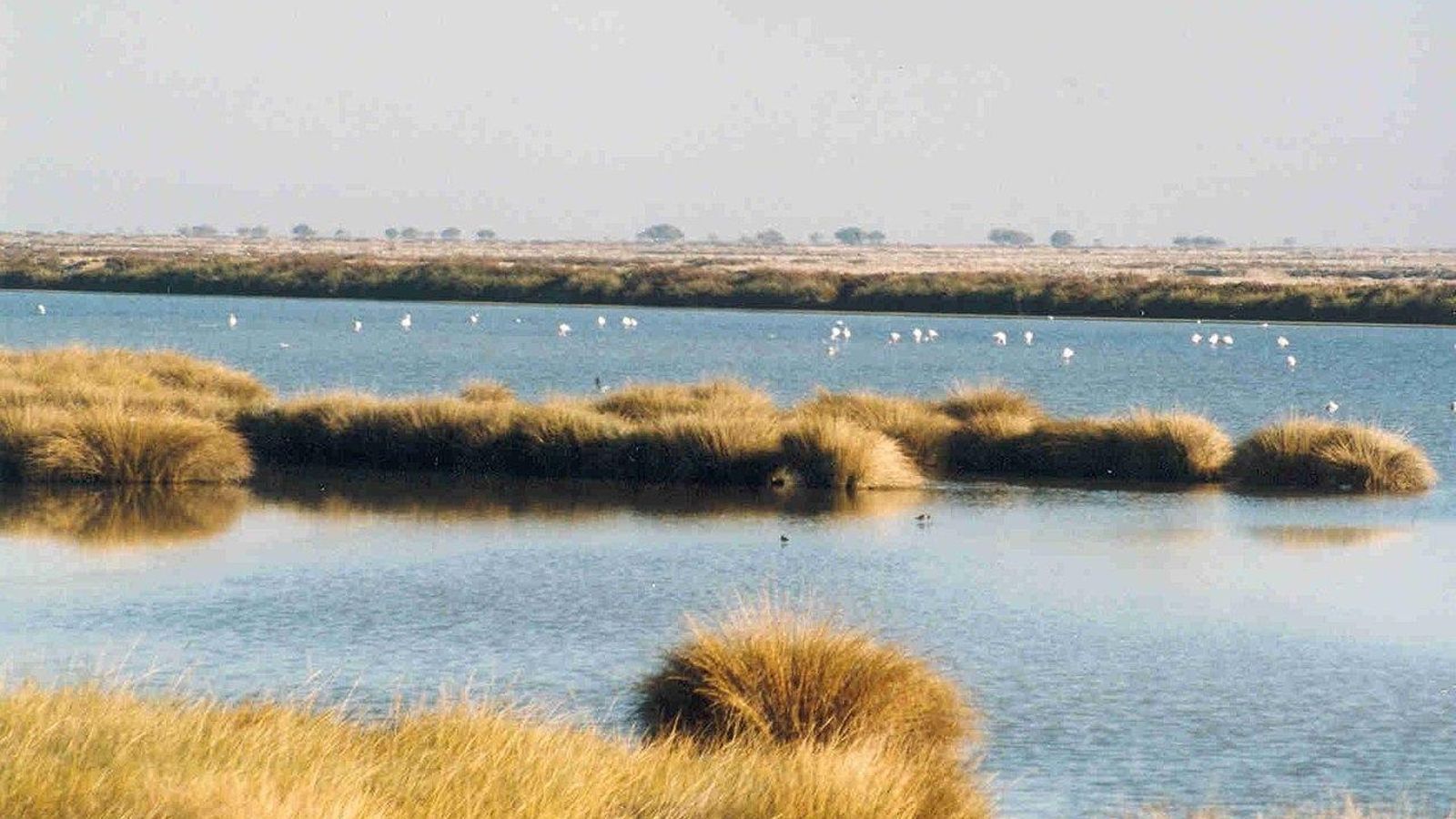 Zona de Marismas de Doñana. Zona de Marismas de Doñana.