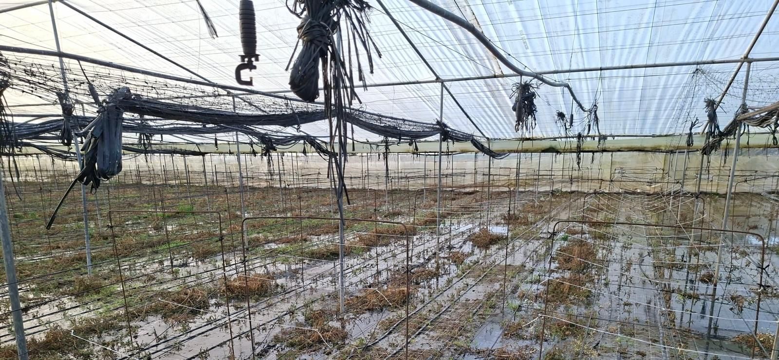 Cultivos dañados por las lluvias en Chipiona.